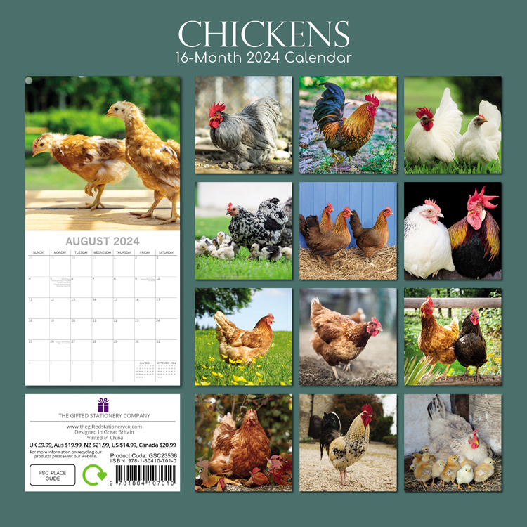 Chickens 2024 Square Wall Calendar 16 Month By Gifted Stationery 20   GSC23538 