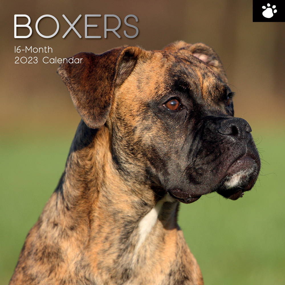 Boxers 2023 Square Wall Calendar 16 month by Gifted Stationery