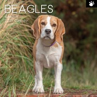 Beagles- 2025 Wall Calendar 16 month by Gifted Stationery