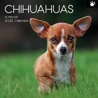 Chihuahuas - 2025 Square Wall Calendar 16 month by Gifted Stationery