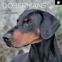 Dobermans - 2025 Square Wall Calendar 16 month by Gifted Stationery