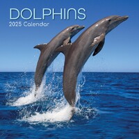 Dolphins - 2025 Square Wall Calendar 16 month by Gifted Stationery