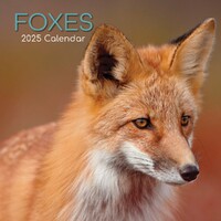 Foxes - 2025 Square Wall Calendar 16 month by Gifted Stationery