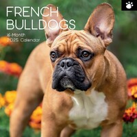 French Bulldogs - 2025 Square Wall Calendar 16 month by Gifted Stationery