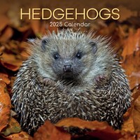 Hedgehogs - 2025 Square Wall Calendar 16 month by Gifted Stationery