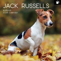 Jack Russells - 2025 Square Wall Calendar 16 month by Gifted Stationery