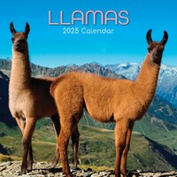 Llamas - 2025 Square Wall Calendar 16 month by Gifted Stationery