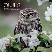 Owls - 2025 Square Wall Calendar 16 month by Gifted Stationery