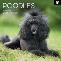 Poodles - 2025 Wall Calendar 16 month by Gifted Stationery