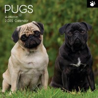 Pugs - 2025 Wall Calendar 16 month by Gifted Stationery