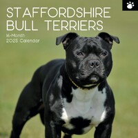 Staffordshire Bull Terriers - 2025 Square Wall Calendar 16 month