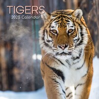 Tigers - 2025 Square Wall Calendar 16 month by Gifted Stationery