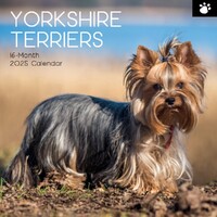 Yorkshire Terriers - 2025 Square Wall Calendar 16 month by Gifted Stationery