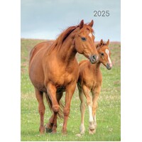 Horses - 2025 Diary Planner A5 Padded Cover by The Gifted Stationery