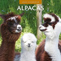 Alpacas - 2025 Square Wall Calendar 16 month by Red Robin