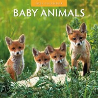 Baby Animals - 2025 Square Wall Calendar 16 month by Red Robin