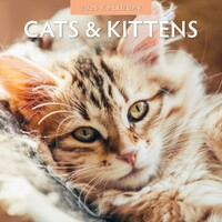 Cats & Kittens - 2025 Square Wall Calendar 16 month by Red Robin