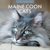 Maine Coon Cats - 2025 Square Wall Calendar 16 month by Red Robin