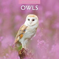 Owls  - 2025 Square Wall Calendar 16 month by Red Robin