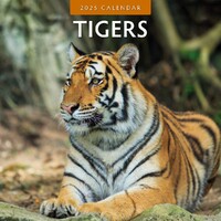 Tigers - 2025 Square Wall Calendar 16 month by Red Robin