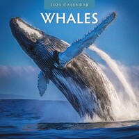 Whales - 2025 Square Wall Calendar 16 month by Red Robin