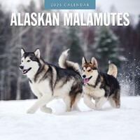 Alaskan Malamutes - 2025 Square Wall Calendar 16 month by Red Robin