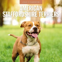 American Staffordshire Terriers- 2025 Square Wall Calendar 16 month by Red Robin