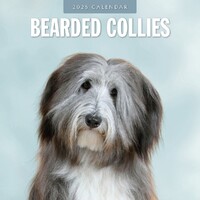 Bearded Collies - 2025 Square Wall Calendar 16 month by Red Robin