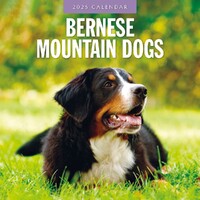 Bernese Mountain Dogs - 2025 Square Wall Calendar 16 month by Red Robin