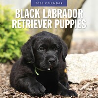 Black Labrador Retriever Puppies-2025 Square Wall Calendar 16 month by Red Robin