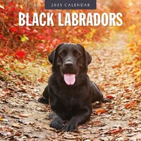 Black Labradors - 2025 Square Wall Calendar 16 month by Red Robin