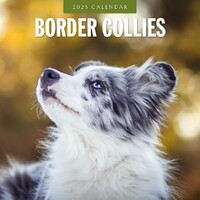 Border Collies - 2025 Square Wall Calendar 16 month by Red Robin