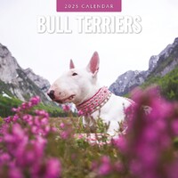 Bull Terriers - 2025 Square Wall Calendar 16 month by Red Robin