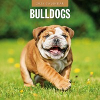 Bulldogs - 2025 Square Wall Calendar 16 month by Red Robin