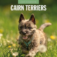 Cairn Terriers - 2025 Square Wall Calendar 16 month by Red Robin