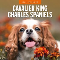 Cavalier King Charles Spaniels - 2025 Square Wall Calendar 16 month by Red Robin