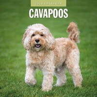 Cavapoos - 2025 Square Wall Calendar 16 month by Red Robin