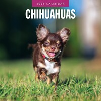 Chihuahuas - 2025 Square Wall Calendar 16 month by Red Robin