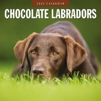 Chocolate Labradors - 2025 Square Wall Calendar 16 month by Red Robin