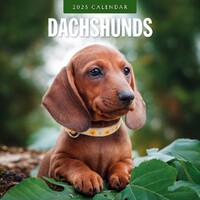 Dachshunds - 2025 Square Wall Calendar 16 month by Red Robin