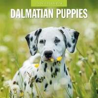 Dalmatian Puppies - 2025 Square Wall Calendar 16 month by Red Robin