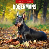 Dobermans - 2025 Square Wall Calendar 16 month by Red Robin