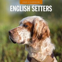 English Setters - 2025 Square Wall Calendar 16 month by Red Robin