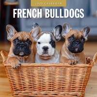 French Bulldogs - 2025 Square Wall Calendar 16 month by Red Robin