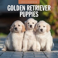 Golden Retriever Puppies - 2025 Square Wall Calendar 16 month by Red Robin