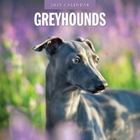 Greyhounds - 2025 Square Wall Calendar 16 month by Red Robin