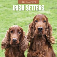 Irish Setters - 2025 Square Wall Calendar 16 month by Red Robin