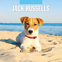 Jack Russells  - 2025 Square Wall Calendar 16 month by Red Robin