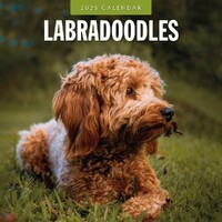 Labradoodles - 2025 Square Wall Calendar 16 month by Red Robin