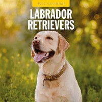 Labrador Retrievers - 2025 Square Wall Calendar 16 month by Red Robin